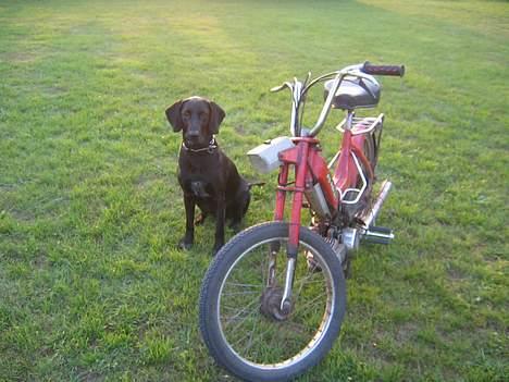 Puch maxi p (solgt) - min vens vovse ! billede 11