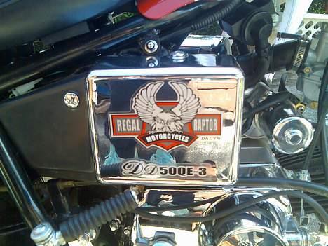 Regal raptor SOLGT billede 9