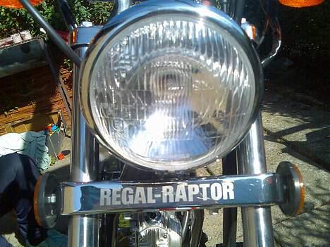 Regal raptor SOLGT billede 15