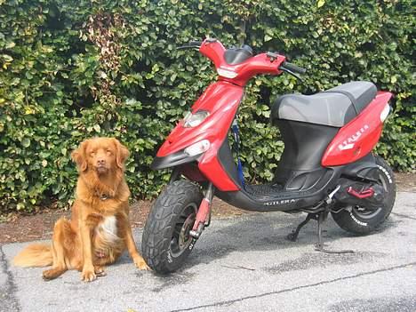 Gilera Stalker DD     *DØD*  :(  - Hunden og dyret ;)  billede 2