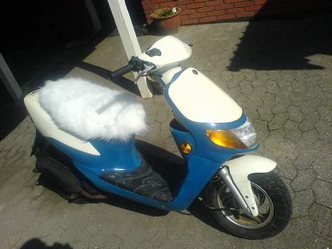 Siamoto birdie - VÆK............. - Efter billede 1