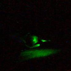 PGO Dr. Big`|STJÅLET|