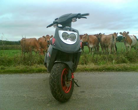 PGO hot 50 <<solgt>> billede 7