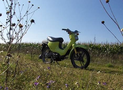 Honda Wallaroo (Byttet)  billede 14