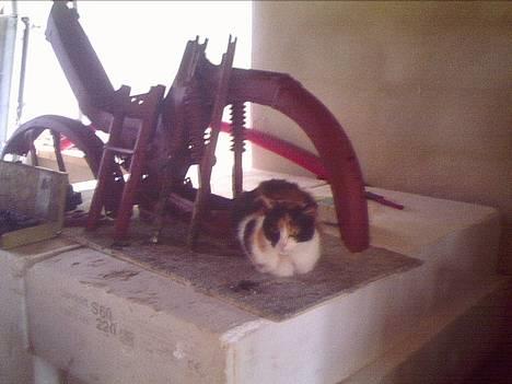 Puch maxi kl - Byttet ! billede 5