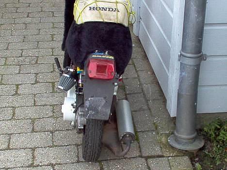 Honda melody - bagfra billede 2