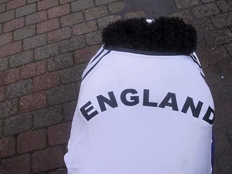 Piaggio New Zip Byttet til Raptor - ny billede 14