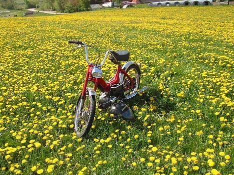 Puch Maxi K - Solgt :'( - 05-05-07 nyt billede 5
