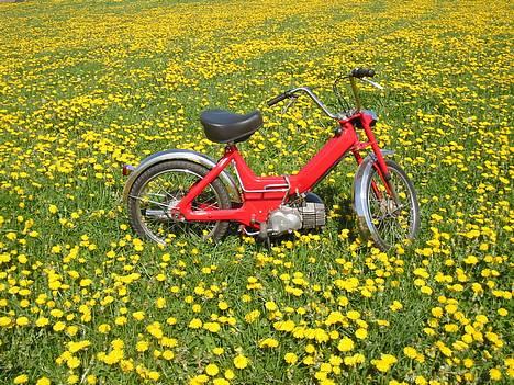 Puch Maxi K - Solgt :'( - 05-05-07 nyt billede 7