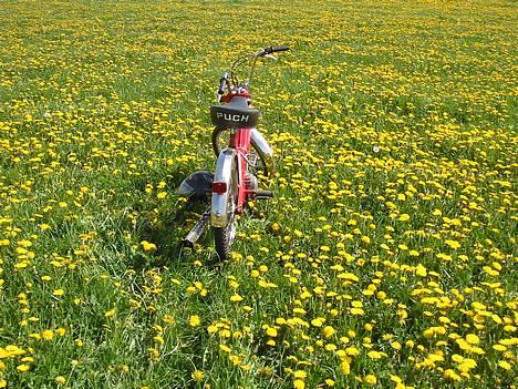 Puch Maxi K - Solgt :'( - 05-05-07 nyt billede 9