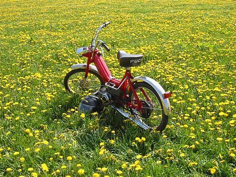 Puch Maxi K - Solgt :'( - 05-05-07 nyt billede 10