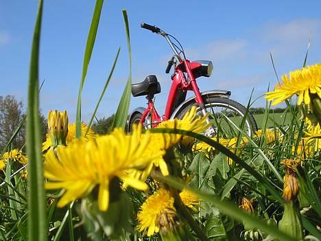 Puch Maxi K - Solgt :'( - 05-05-07 nyt billede 12