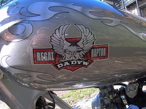 Regal Raptor  billede 12