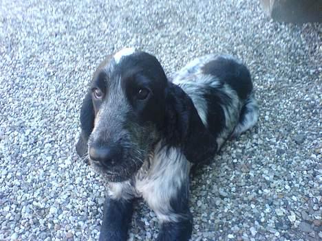 PGO dr.big solgt - den følger ikke med scooteren, men den da passer til scooteren. billede 6