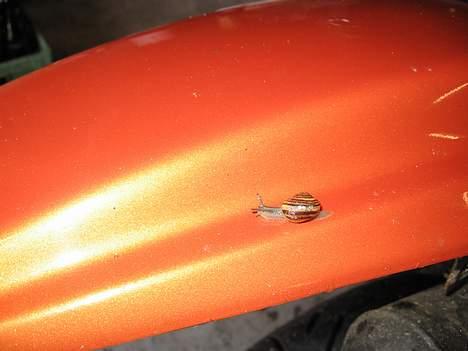 Suzuki RMX Byttet ! billede 6