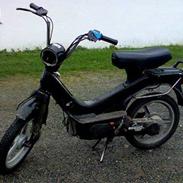 Vespa grillo