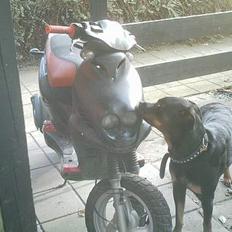 PGO pmx sport (solgt)