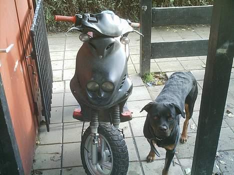 PGO pmx sport (solgt) billede 1