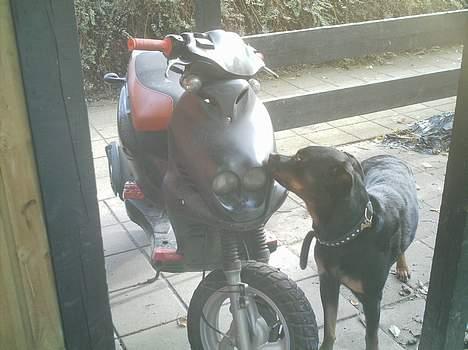 PGO pmx sport (solgt) billede 2