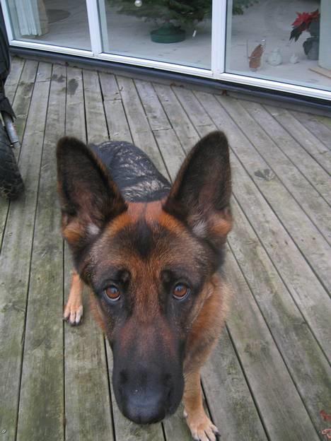 PGO Hot 50  sooolgt  - Nej! man skal så ikke prøve at stjæle mine maskiner, el. man kan godt prøve man kommer bare ikke selv ud igen! God fornøjelse billede 5