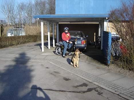 Honda wallaro (SOLGT) billede 4