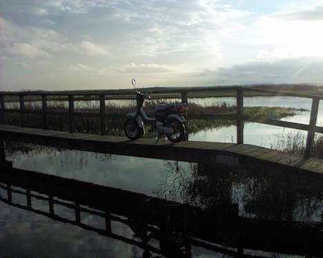 Suzuki Suzi FZ 50 billede 10