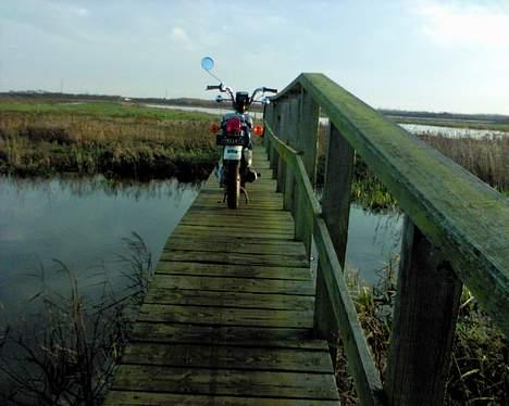 Suzuki Suzi FZ 50 billede 11