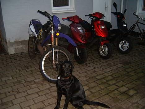 Aprilia sonic  <Mille> [Solgt] ;( - Lars A` Rmx min Mille min hot og min nabos hot og Dina, hun ville med ;) billede 10
