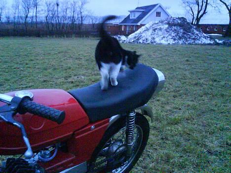 Puch Monza  Solgt for 3900 kr. billede 10