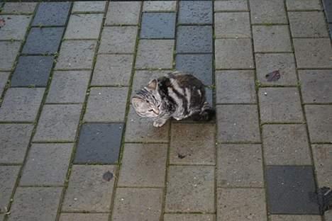 Puch Monza - Solgt billede 6