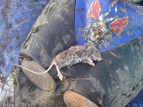 CPI atv - HAHA så kom man squ "til" at køre en mus ned :P billede 20