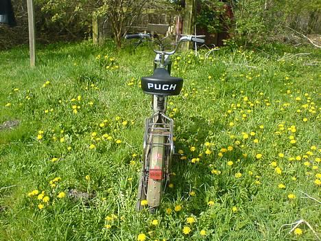 Puch Maxi >> Original billede 3