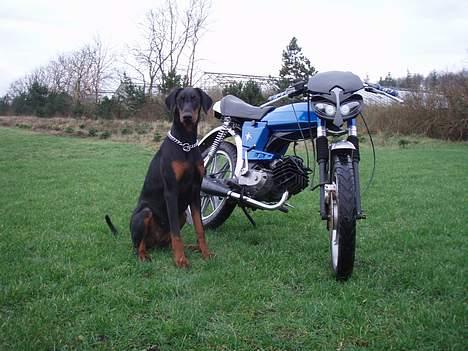 Puch monza juvel 4 gear billede 12