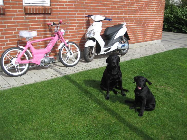 Puch maxi "Pink Lady" SOLGT - Med vagt hundene og Jog R´en billede 1
