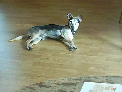 PGO Dr.Big solgt billede 2