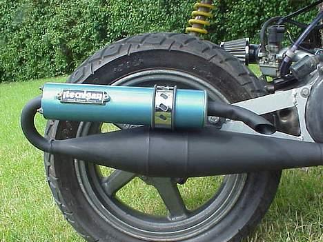 Suzuki street magic <3 [solgt] - potten billede 2