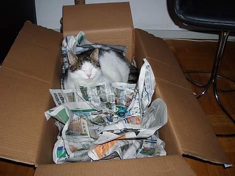 Aprilia Sonic  - Min kat er også godt tilfreds. jeg fik mine dele den fik sin kasse. billede 6