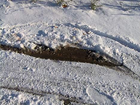 Puch Maxi P  billede 10