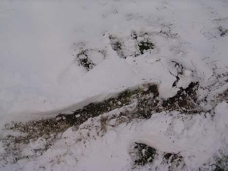 Puch Monza (Solgt) billede 19