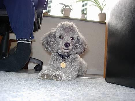 Yamaha 4 gear tilsalg/byttes  - min gamle hund død snøft savner den  billede 18