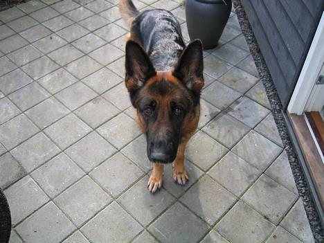 Yamaha dx 4gear  solgt, ( 6,5k ) - min vagthund.- billede 6