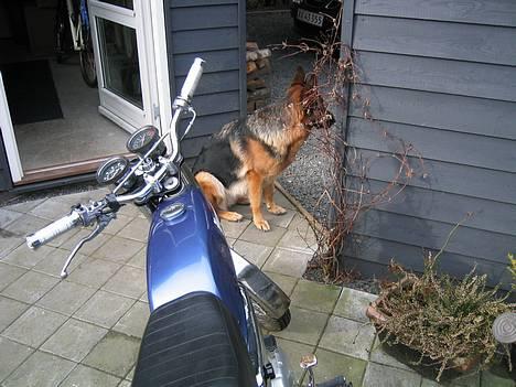 Yamaha dx 4gear  solgt, ( 6,5k ) billede 12