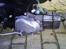 Puch maxi k * solgt * ;D