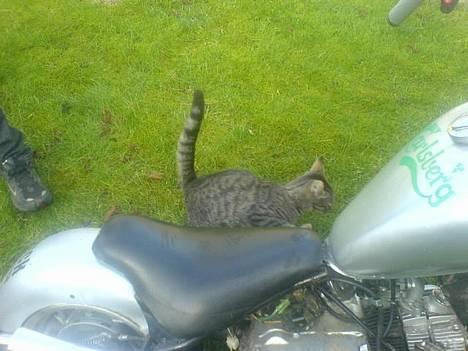 MiniBike STJÅLET  billede 9