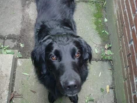 PGO Comet[Das Pimp] billede 7