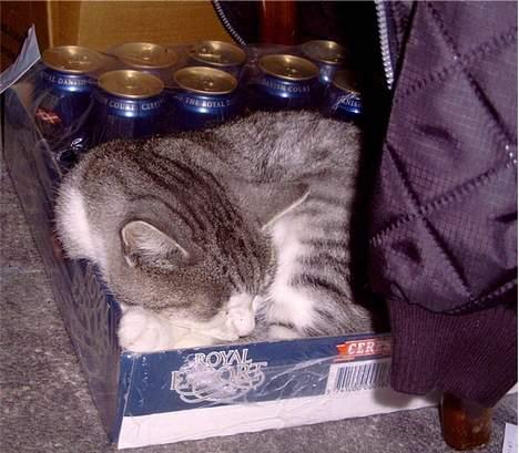 Yamaha Jog-Fs - Ja han ved jo hvad der er godt..=) billede 2