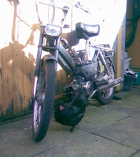 Puch Maxi K billede 1