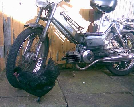 Puch Maxi K billede 5