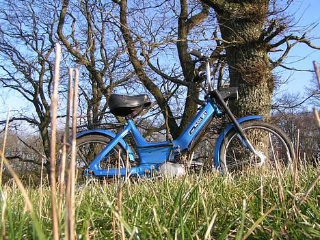 Puch Maxi (solgt) billede 6