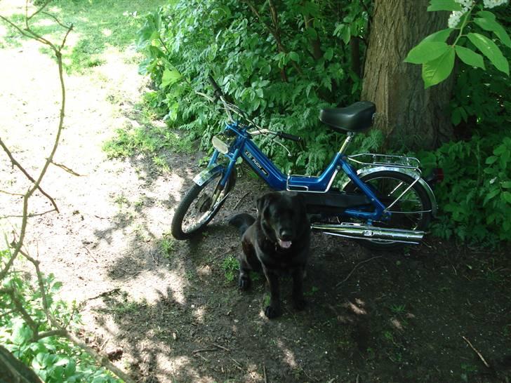 Puch Maxi k  (solgt for 3350) billede 5